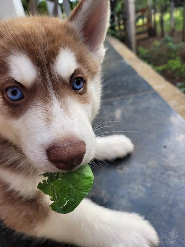 Husky Siberiano