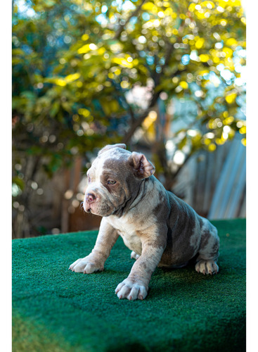 American Bully Pocket Consu Registro Abkc