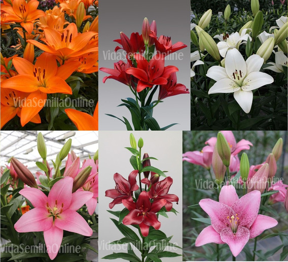Bulbos De Flores De Lilis | MercadoLibre 📦