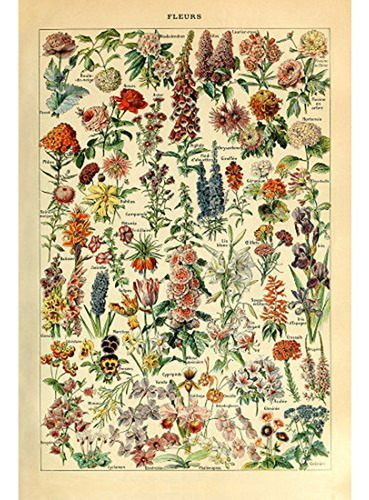 Vintage Cartel Impresión Flor Floral Colecciones Botánicas J