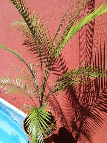 Palmera Microcoelum Weddellianum