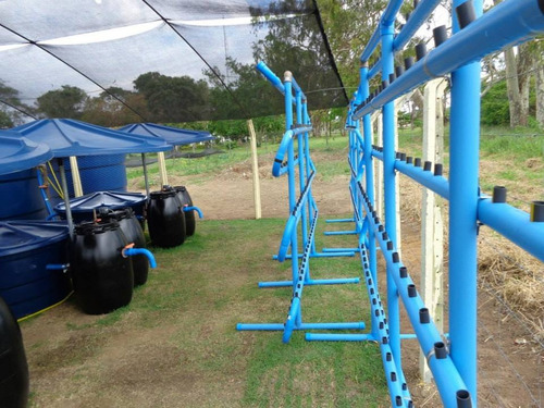 Produção De Tilapia Em Caixa D'agua (c/ Consultoria)