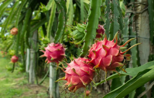 Planta De Pitahaya Establecida Pulpa Blanca O Roja(frutal)