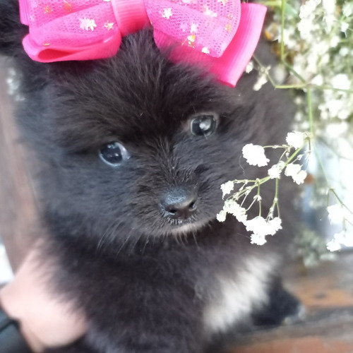 Filhote De Lulu Mini Com Atestado Veterinário
