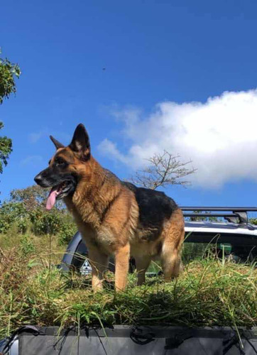 Cachorros Pastor Alemán En Venta