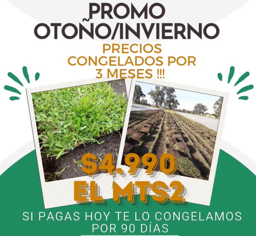 Grama Bahiana Pura Somos Productores 1ra Calidad