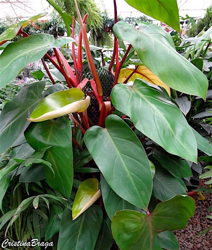 Planta Philodendron Sangineum