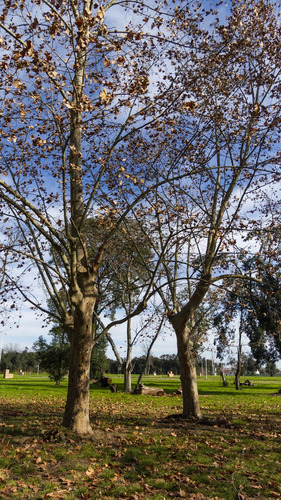 Mercedes - Lotes Quintas - La Cañada