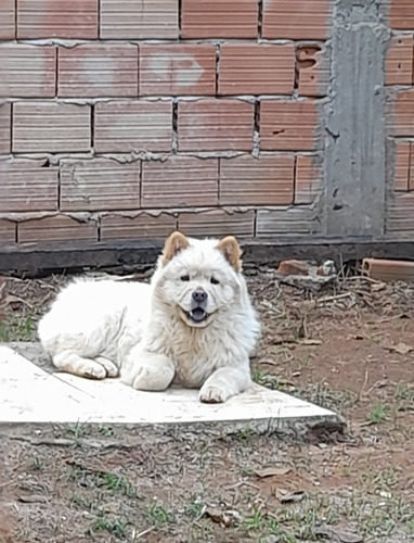 Chow Chow