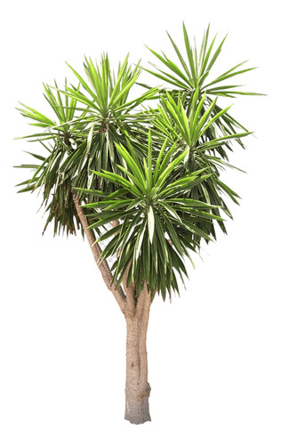 Yuca Palmera 1.30 M Aprox