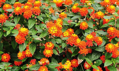 Semillas De Lantana X 30 Unidades