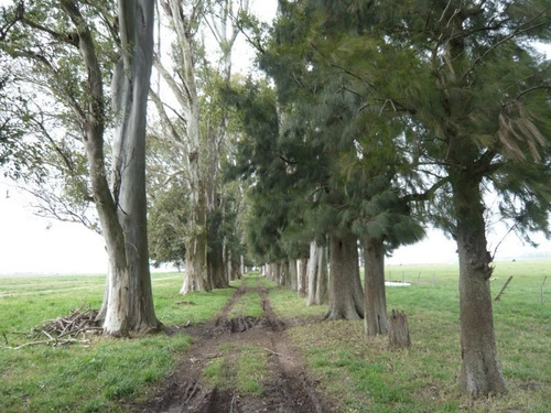 Imagen 11 de 17 de Campo En Cañuelas