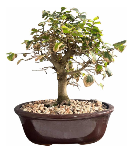 Bonsai Planta Celtis Cinensis 21 Años Maceta Esmaltada N5