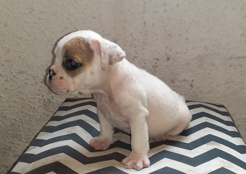 Imagen 2 de 6 de Bulldog Ingles Cachorros