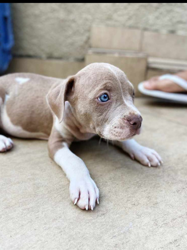 Filhotes De American Bully 