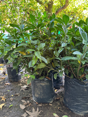 Jazmin Del Cabo - Gardenia Jasminoides - 15lts 70cm Blanco