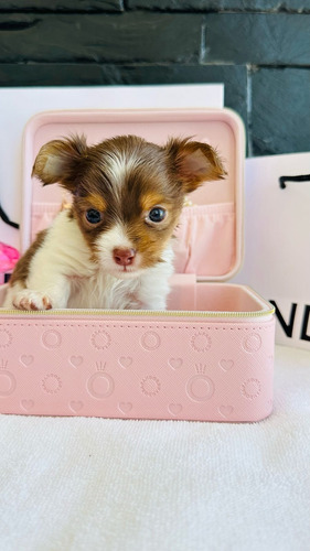 Chihuahua Ojos Verdes, Merle Y Chocolate Premium Vip Chihuahua Party Chico De Ojos Verdes 15k