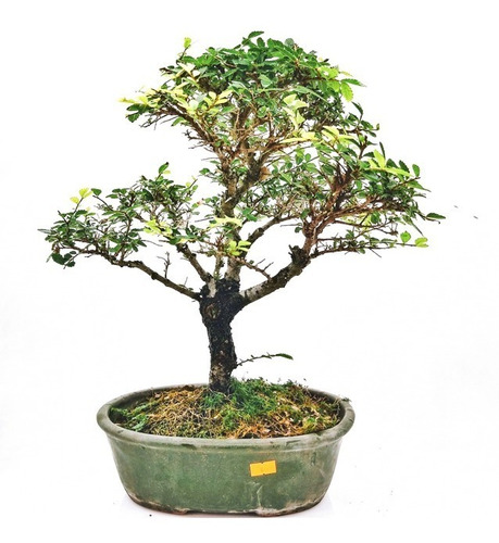 Bonsai Planta Olmo Chino 18 Años 35cm Maceta Esmaltada Nº6