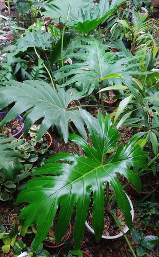 Filodendro Paraguayo - Planta De Interior