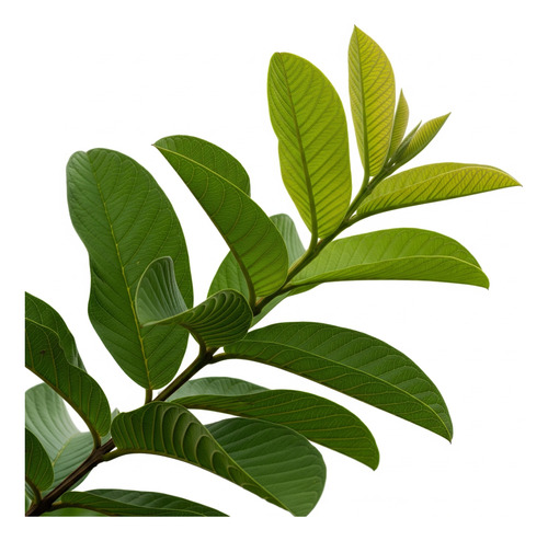100 Folhas De Goiabeira Goiaba Fresca Chá Medicinal Natural