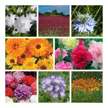 Comprar Semillas Mega Combo De Flores Primavera Verano 780 Semillas