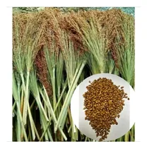 Comprar Sementes De Sorgo Vassoura 500gr Produção Vassoura Caipi