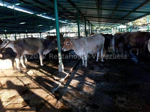 Julio Latouche 25-16896 Finca Ganadera En Venta Carabobo, 267 Hectáreas, Casa Principal De 550 Mts2, Dos Lagunas Para Riego.
