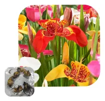 Comprar Bulbos De Tigridia   (x20 Unid ) Imp. Holanda!!