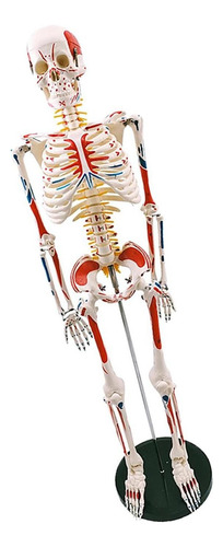 Modelo De Esqueleto Tamaño Real De 33 , Cuerpo Entero De