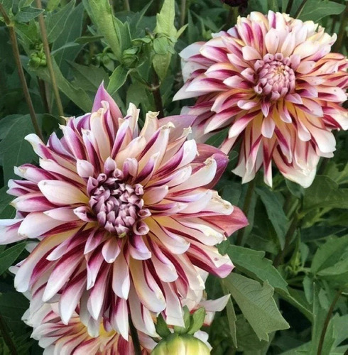 50 Semillas De Dahlia Fantasma