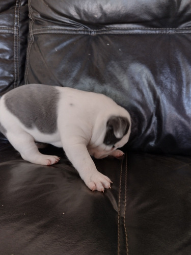Imagem 4 de 4 de Bulldog Francês Exótico Blue Pied
