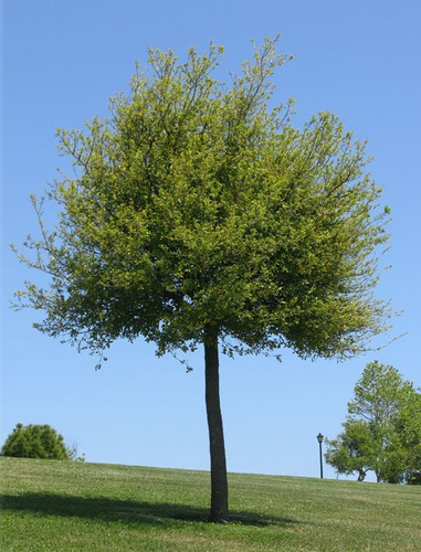 Quercus Virginiana Encino 10 Semillas Bellotas Fácil Sdqro2