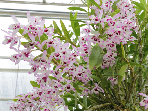 Orquídea Dendrobium - Tipo 1 - Kit Com 2 Keikis (mudas)