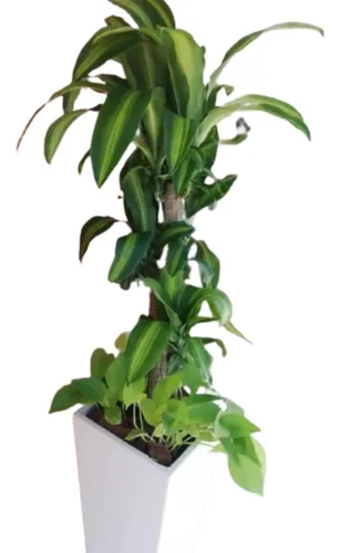 comprar Palmera Palo De Agua + Potus Lemon + Maceta Piramidal