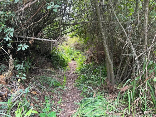 Sitio En Venta En Frutillar
