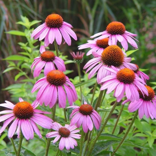 Semillas De Equinacea Echinacea Purpurea Alta Germinación