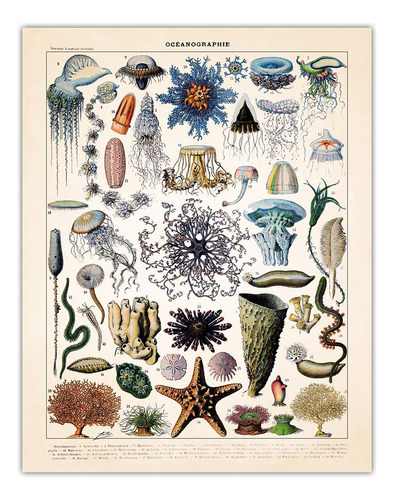Impresión De Ilustración De Oceanografía Vintage