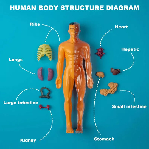 Kit De Maqueta De Torso De Cuerpo Humano 3d Science De 1 Pie