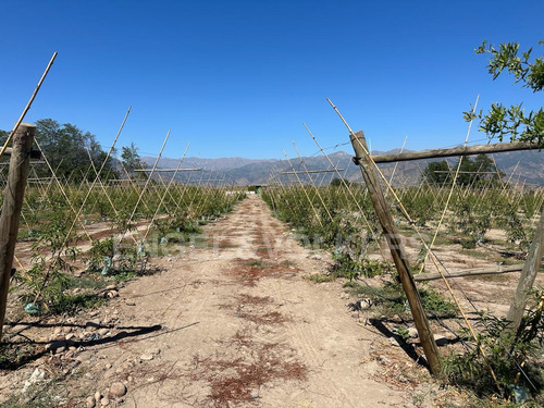 Terreno En Santa Amalia