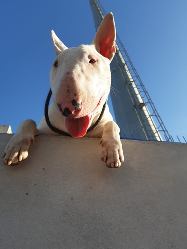 Cachorros Bull Terrier Con Excelente Pedigree