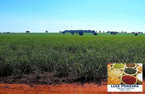 Imagem 4 de 8 de Fazenda À Venda Em Quirinópolis - Go - Com Plantio De Cana (agricultura) - 1624