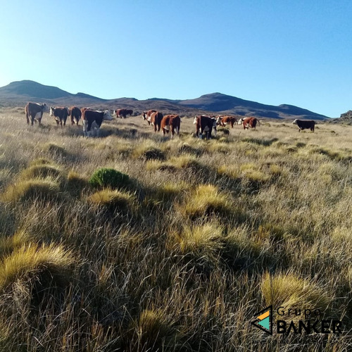 Campo Ganadero-minero De 2611 Hectáreas