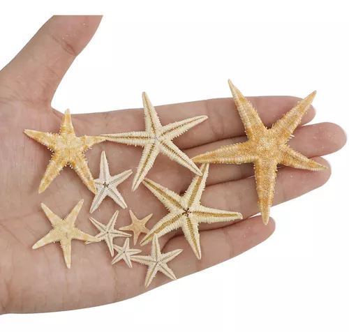 Decoración de estrella de mar, paquete de 10 peces de estrella surtidos  verdes, azules y blancos de 2 a 4 pulgadas, estrellas de mar para