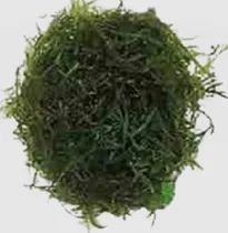 Comprar Musgo Grande Zona Norte Para Kokedama Maceta Tutor Y Deco