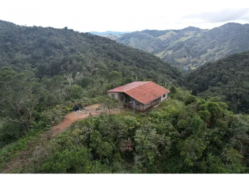 Finca Sembrada En Pino En El Municipio De Abejorral