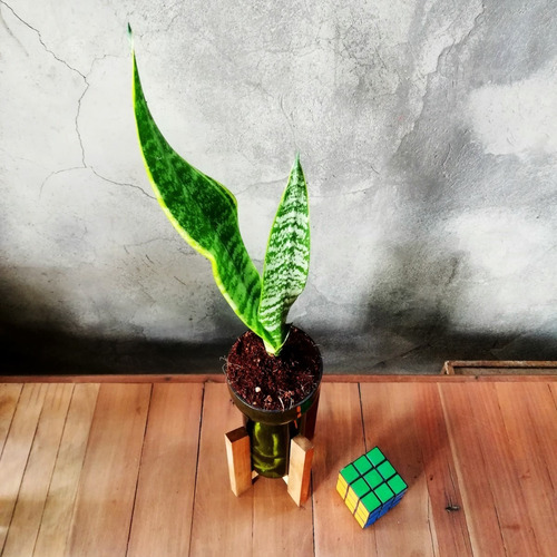 Imagen 4 de 8 de Lengua De Suegra Little Plant 24 Con Soporte