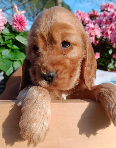 Cocker Dorados !!! Pedigree De F.c.a + Microchip