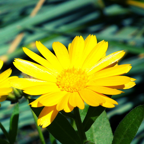 60 Semillas Caléndula °medicinal° Flor Amarilla