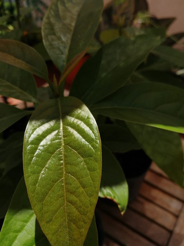 Plantines Ecológicos De Palta Hass