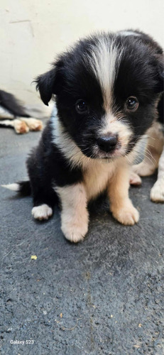 Filhotes De Boder Collie